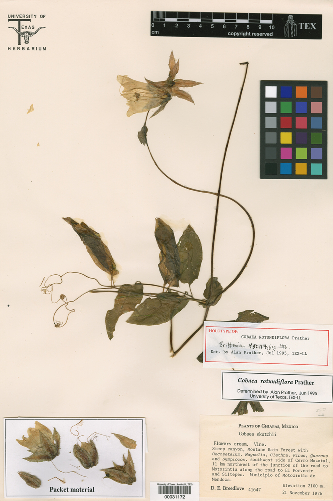 Cobaea rotundiflora image