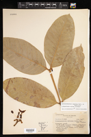 Tabernaemontana angulata image