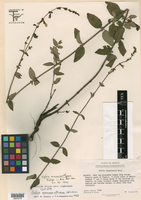 Salvia ramamoorthyana image