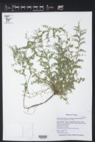 Vicia ludoviciana subsp. leavenworthii image