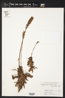 Galeoglossum tubulosum image