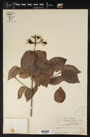 Viburnum ozarkense image