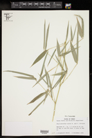 Phyllostachys aurea image