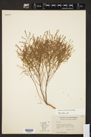 Lechea tenuifolia image