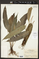 Diplazium plantaginifolium image