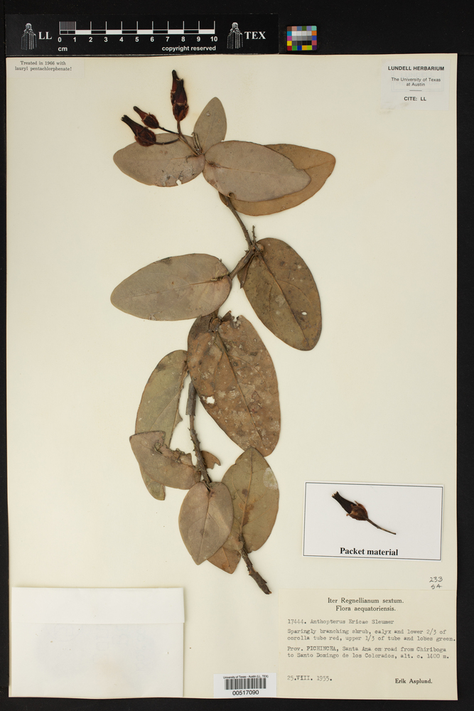 Macleania pentaptera image