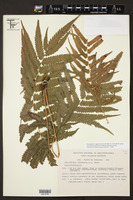 Thelypteris toganetra image