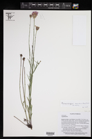 Pinaropappus roseus var. roseus image