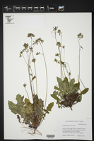 Youngia japonica image
