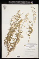 Paysonia lasiocarpa subsp. lasiocarpa image