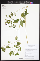 Cuphea calaminthifolia image