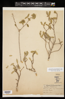 Bernardia myricifolia image