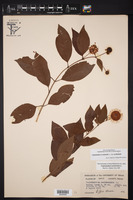 Cephalanthus occidentalis var. occidentalis image