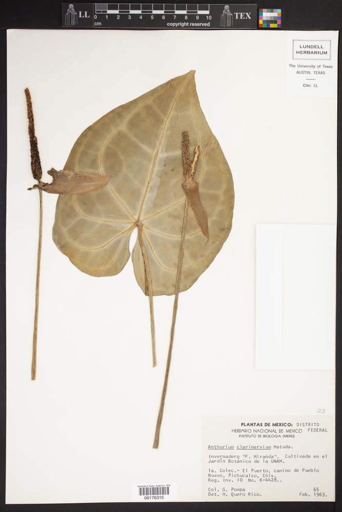 Anthurium clarinervium image