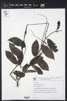 Forsteronia rufa image