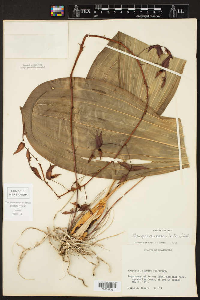 Gongora maculata image