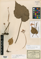 Begonia pudica image