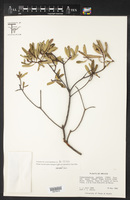 Comarostaphylis polifolia subsp. minor image