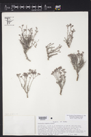 Image of Paronychia congesta