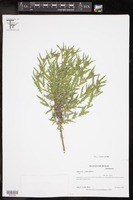 Ambrosia confertiflora image