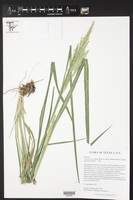 Coleataenia rigidula subsp. rigidula image