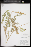 Astragalus giganteus image