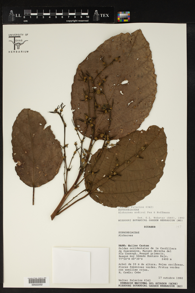 Alchornea glandulosa subsp. glandulosa image
