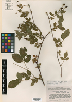 Rubus lassus image