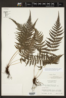 Thelypteris blanda image