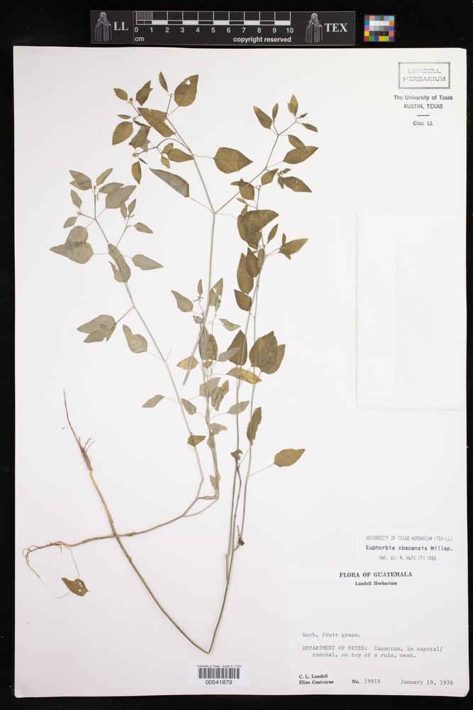 Euphorbia xbacensis image