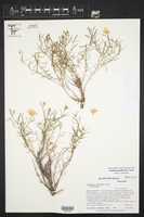 Oenothera gayleana image