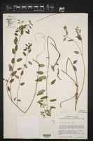 Euphorbia soobyi image