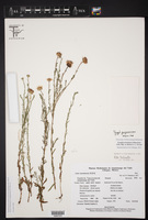 Symphyotrichum trilineatum image