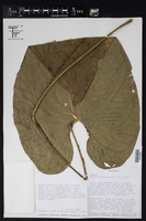 Image of Anthurium silvigaudens