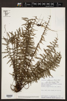Asplenium rutaceum image