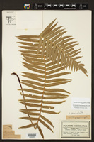 Plagiogyria semicordata image