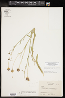 Helenium elegans image