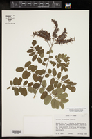 Amorpha roemeriana image