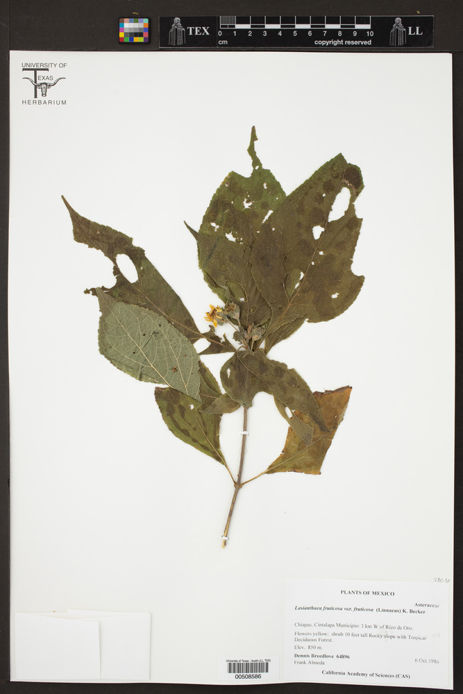 Lasianthaea fruticosa var. fruticosa image