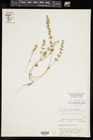 Scutellaria drummondii var. runyonii image