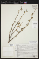 Morus microphylla image