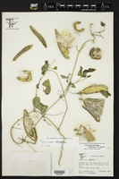 Cynanchum racemosum var. unifarium image