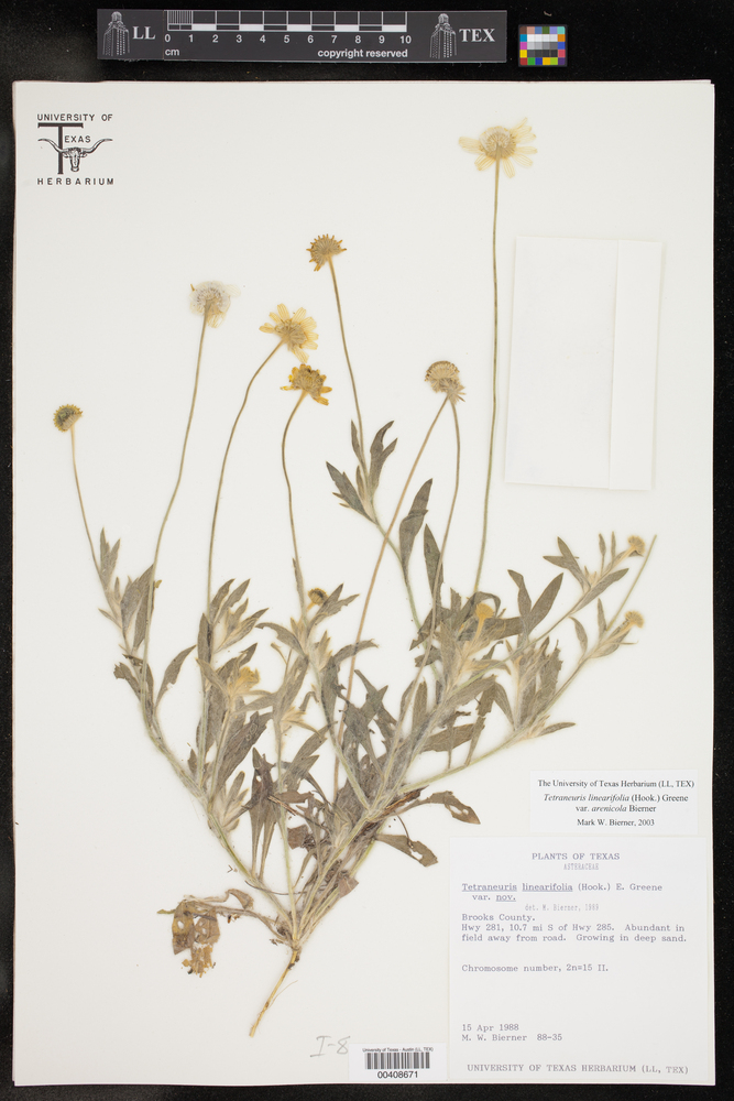 Tetraneuris linearifolia var. arenicola image
