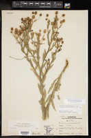 Helenium microcephalum var. ooclinium image