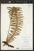 Image of Polypodium hartwegianum