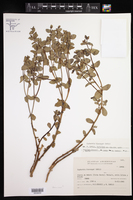 Euphorbia hieronymi image