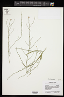 Symphyotrichum subulatum image