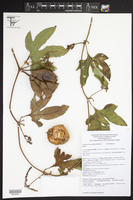 Cionosicys macranthus image