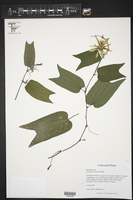 Passiflora rovirosae image