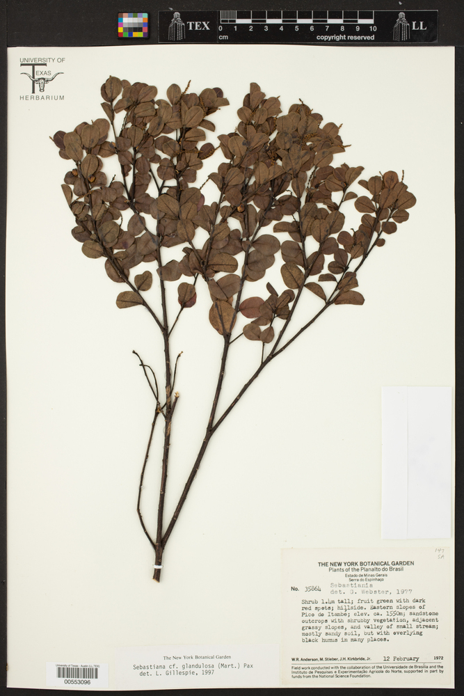 Gymnanthes glandulosa image